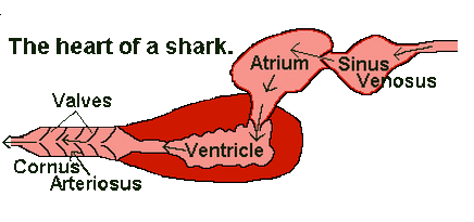 Circulatory System - Korey's Zoology Tiger Shark