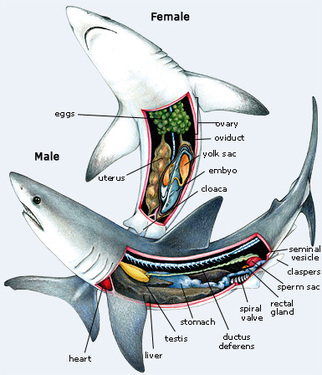 Digestive System - Korey's Zoology Tiger Shark